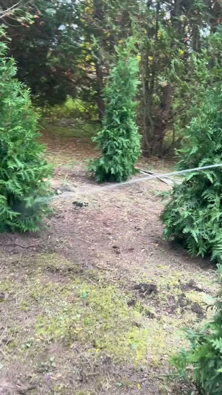 A finished row of newly planted arborvitae being watered.