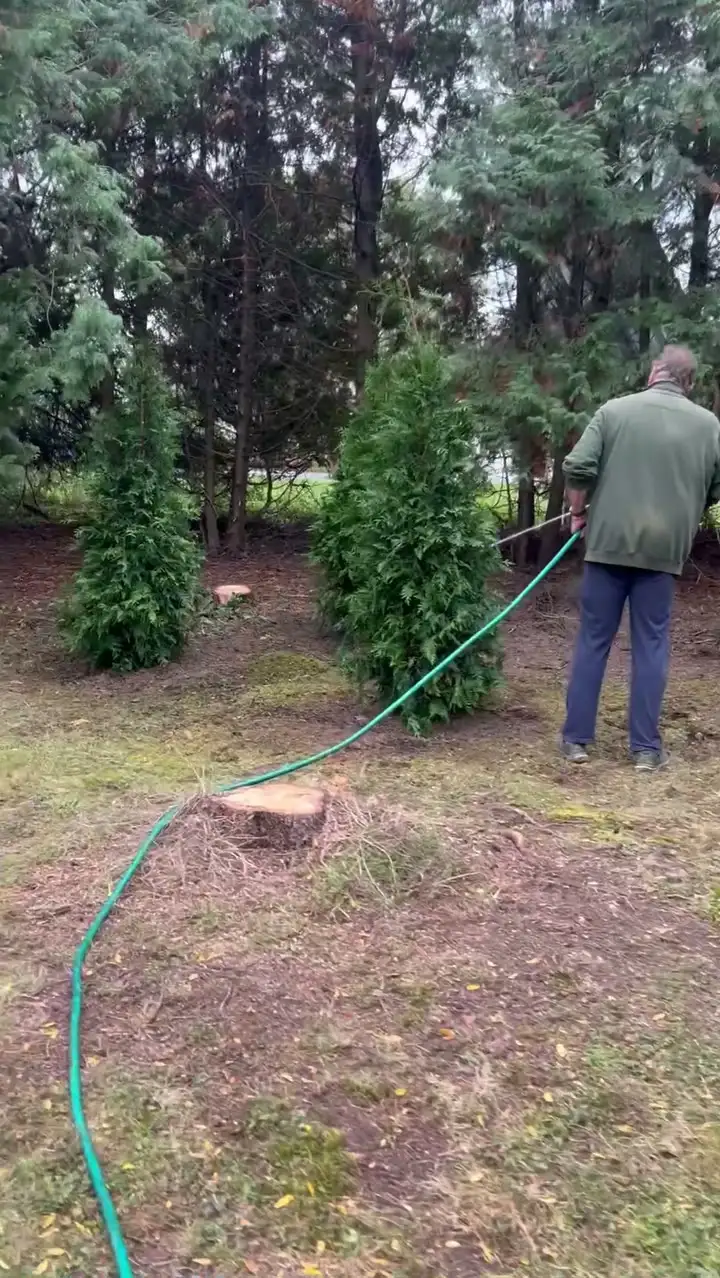 The crew watering in a newly planted row of arborvitae.