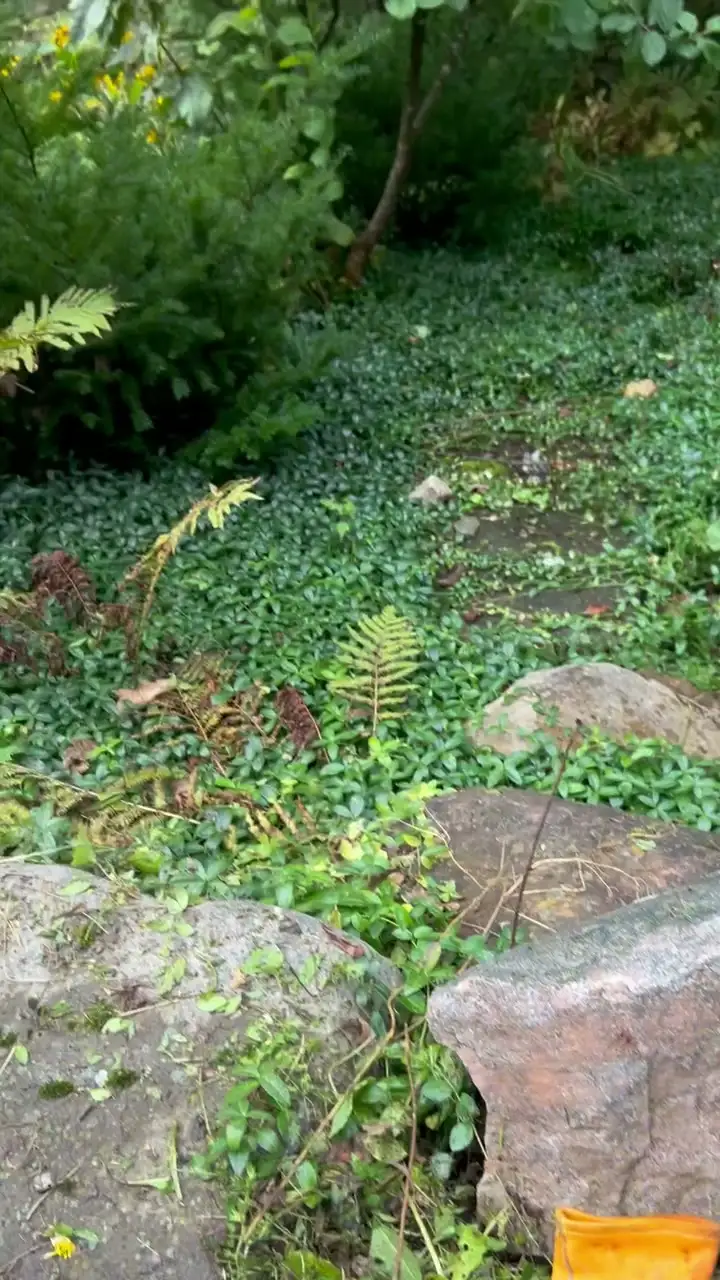 Trimming and cleaning up an overgrown rock garden with ferns and ground cover.