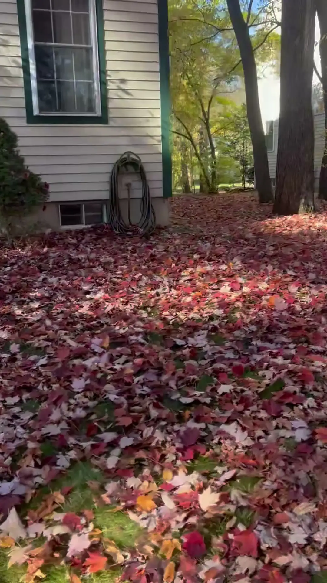 Fall leaf cleanup before