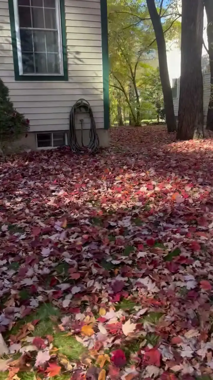 A wooded backyard buried in fallen maple and oak leaves before a fall cleanup.