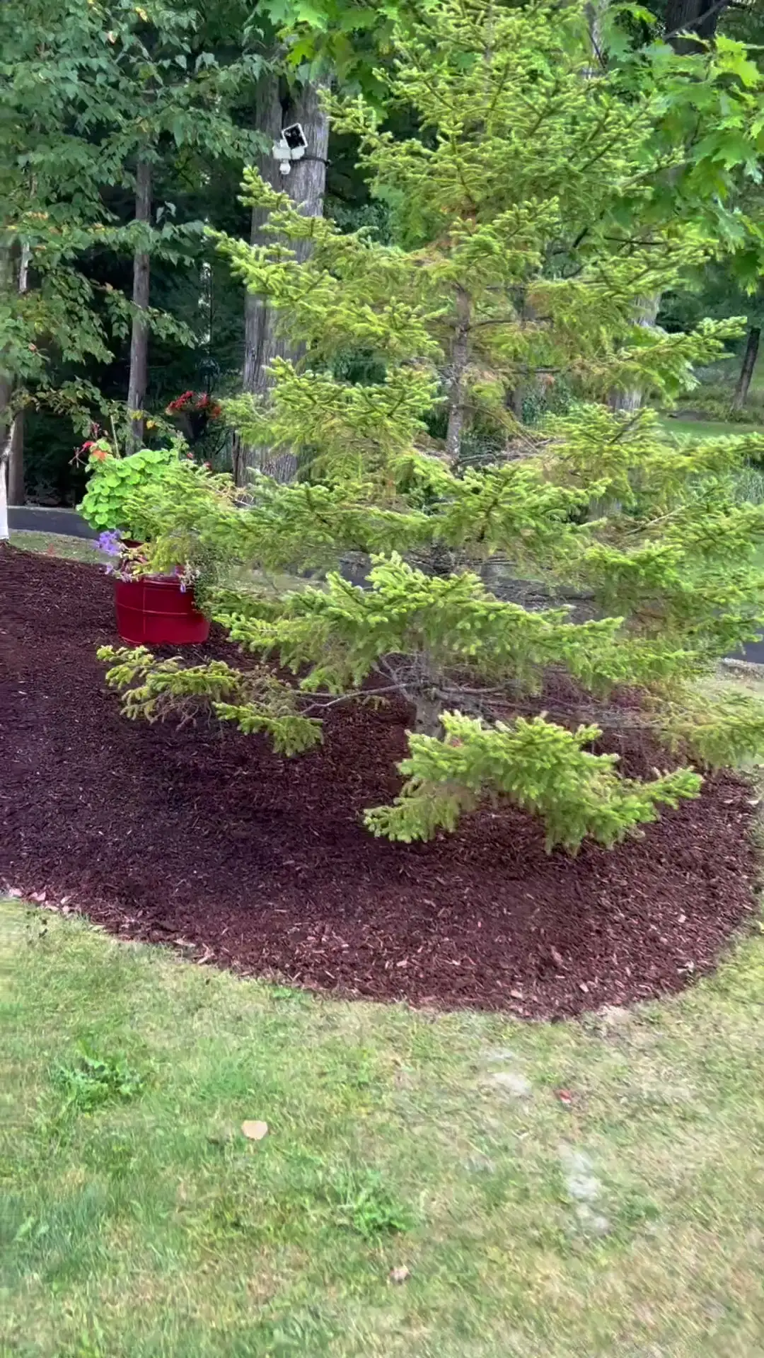 The same bed covered in fresh dark mulch with a clean edge along the lawn