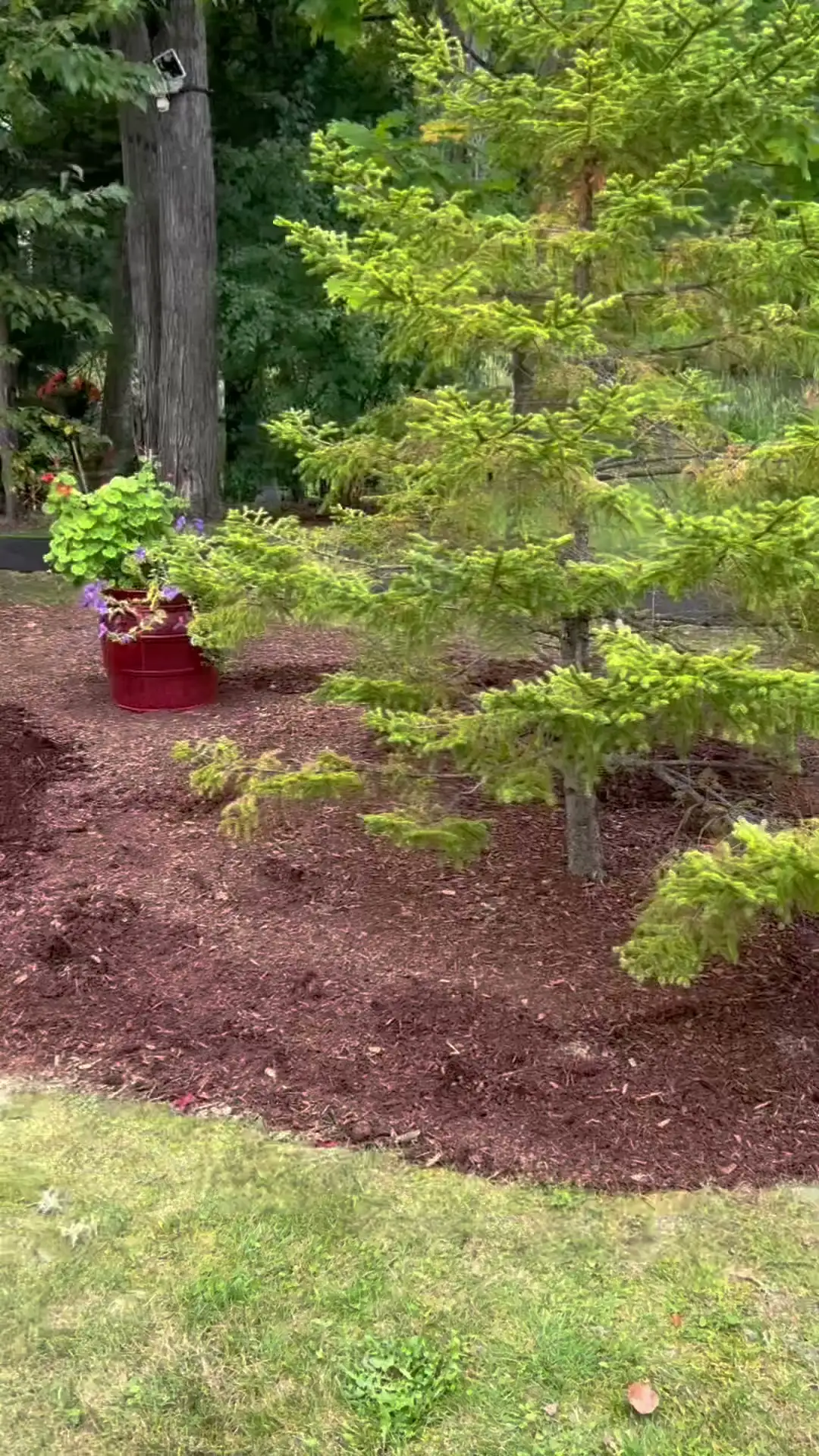 Garden bed around a young spruce with faded, patchy old mulch
