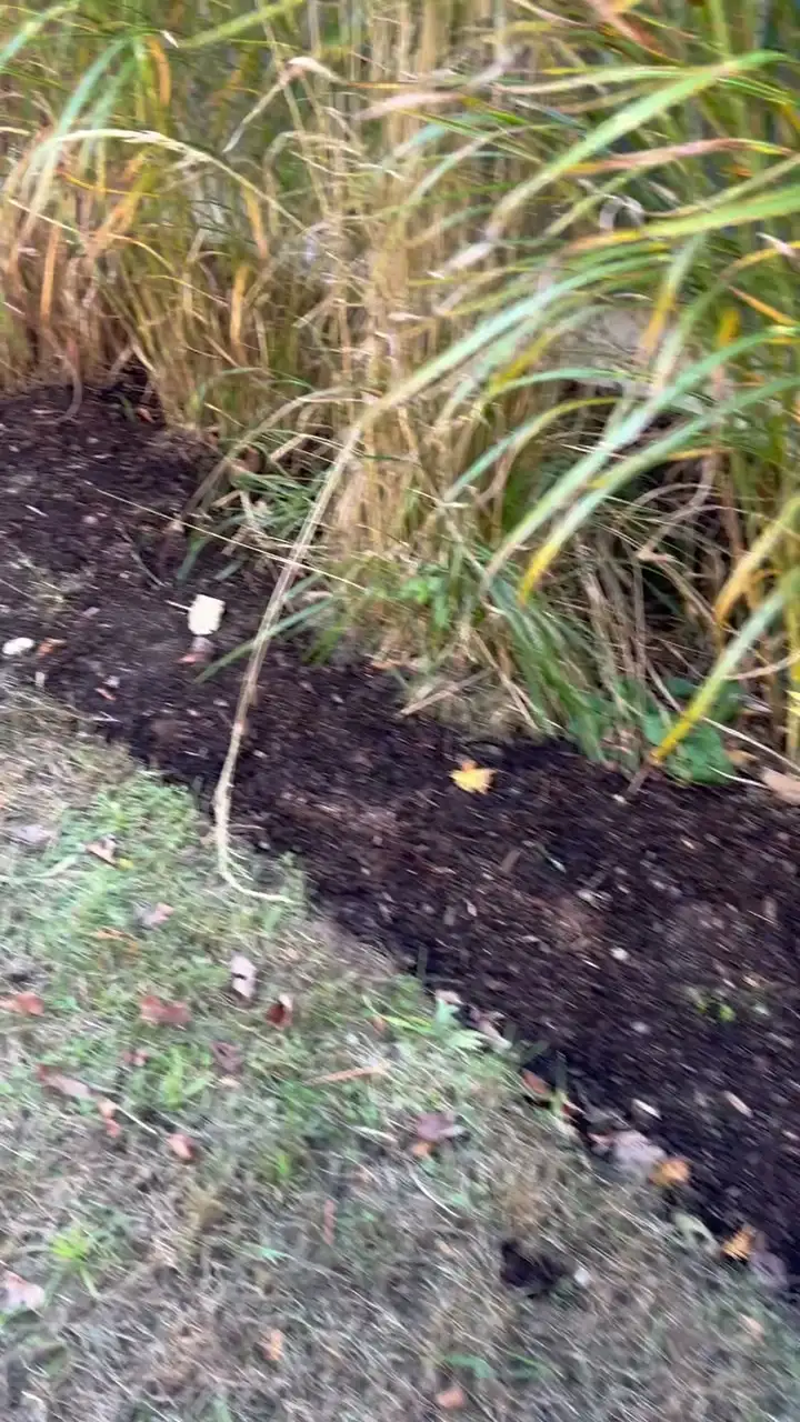 A freshly mulched bed of ornamental grasses with a clean edge cut along the lawn.