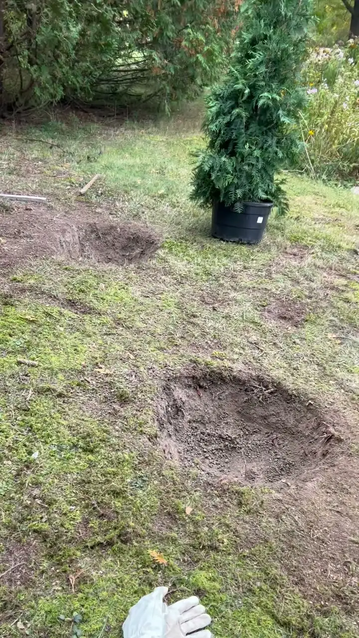 Holes dug for an arborvitae row, with a potted tree waiting to go in.