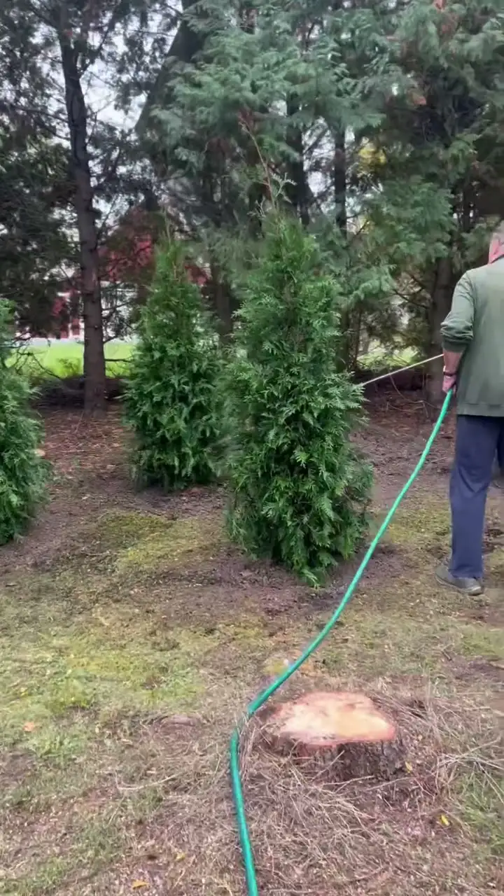 Arborvitae going in at a Charlotte home, from staking and digging to the finished trees being watered in.